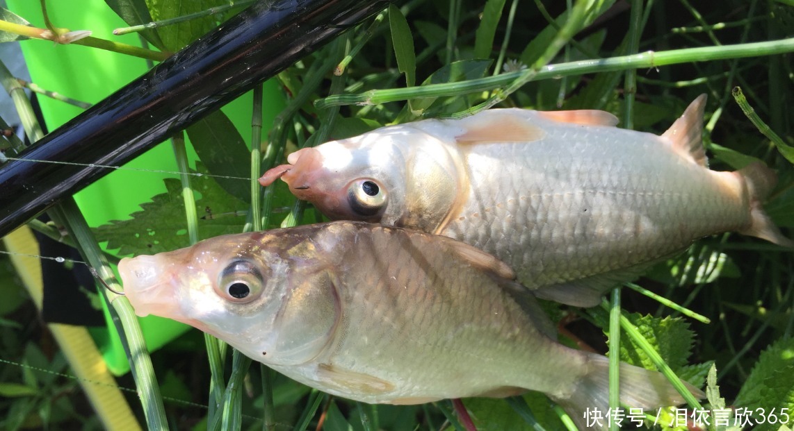 钓鲫鱼不能补窝,一补窝就停口你用错了方法,想不停口都难