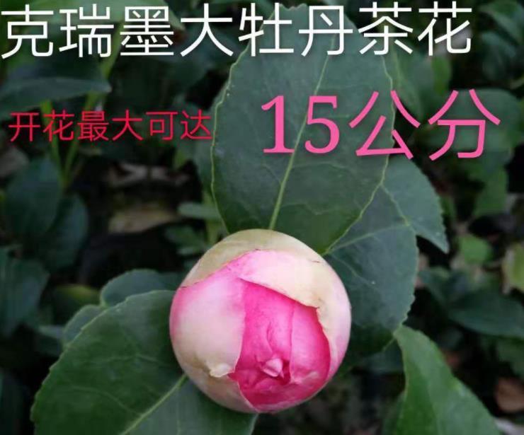 茶花|拜拜了月季花，茶花新品种火了，花朵比盘子大