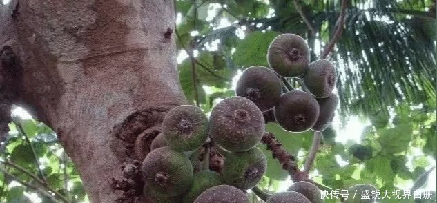 农村|看完农村大叔摘山竹,发现卖得贵也是情有可原,钱都花了它身上!