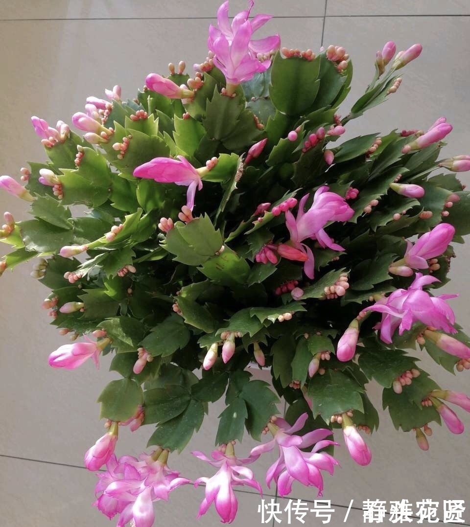 她繁殖蟹爪兰,就用1把“梳子”,3周长出“胡须根”