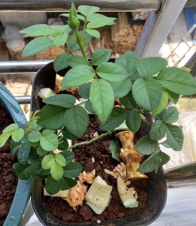 植株|夏天养花,花友们常有的“坏毛病”,难怪花草烂根、黄叶