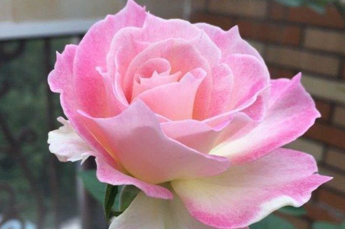 夏天养此款花卉，不怕冷、不怕热，开花漂亮花期长！