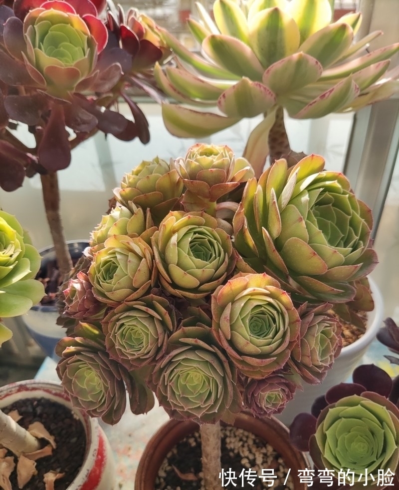 诺娃|有事没事看看多肉,才是度夏的基本保障