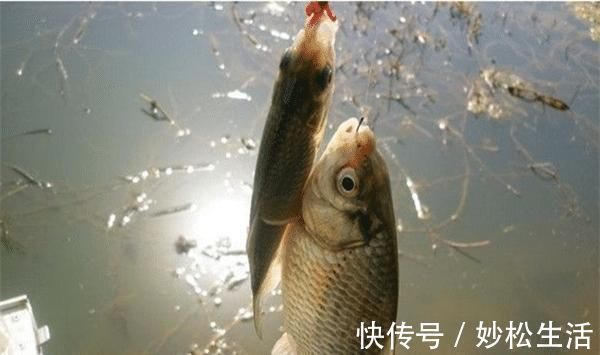 冬季用活饵钓鱼,试试这三种调漂方法,中鱼率超高!