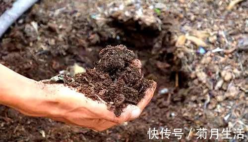 君子兰长得慢,一年也见不到2片新叶,用个技巧长得飞快,亮又大