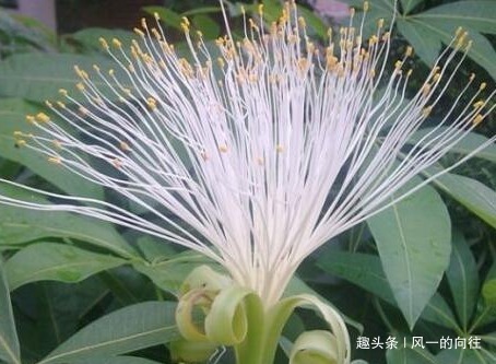 养好发财树就要学会这几点，轻松开出富贵花，真是太漂亮了