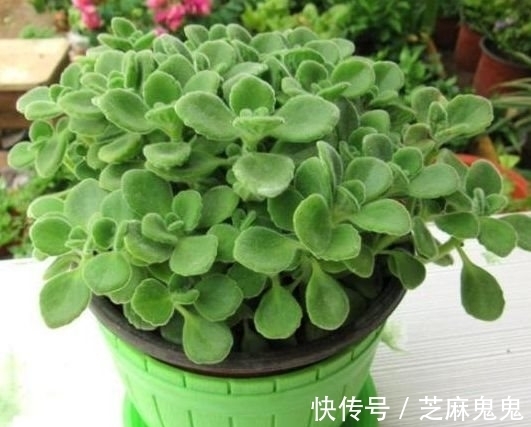 矮牵牛矮牵牛|农历十一月大雪过后,养什么花?家里养3种花,生活幸福事业如意