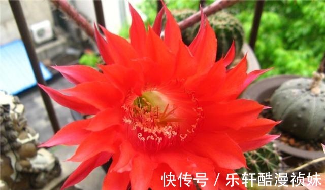 8种“洋气花”，天冷别喷水，不然黄叶、掉花苞，越养越难看