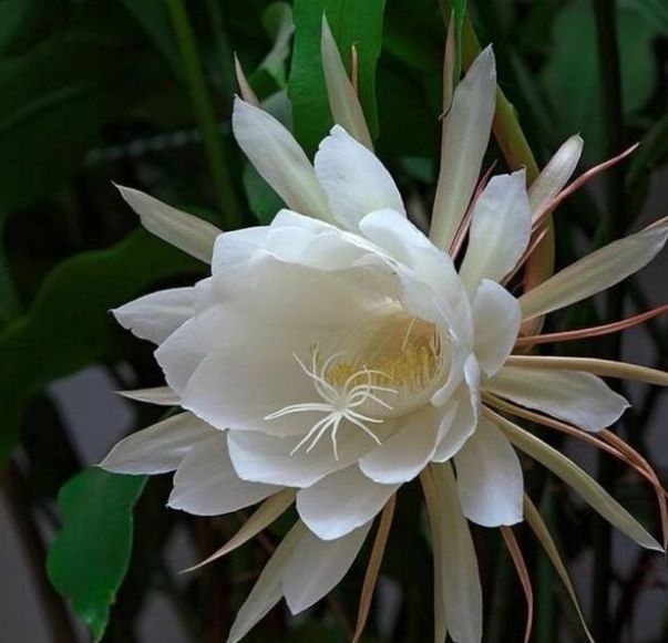 几种花是爆盆能手,开起花来“拦”不住,家里养一盆,招财又纳福