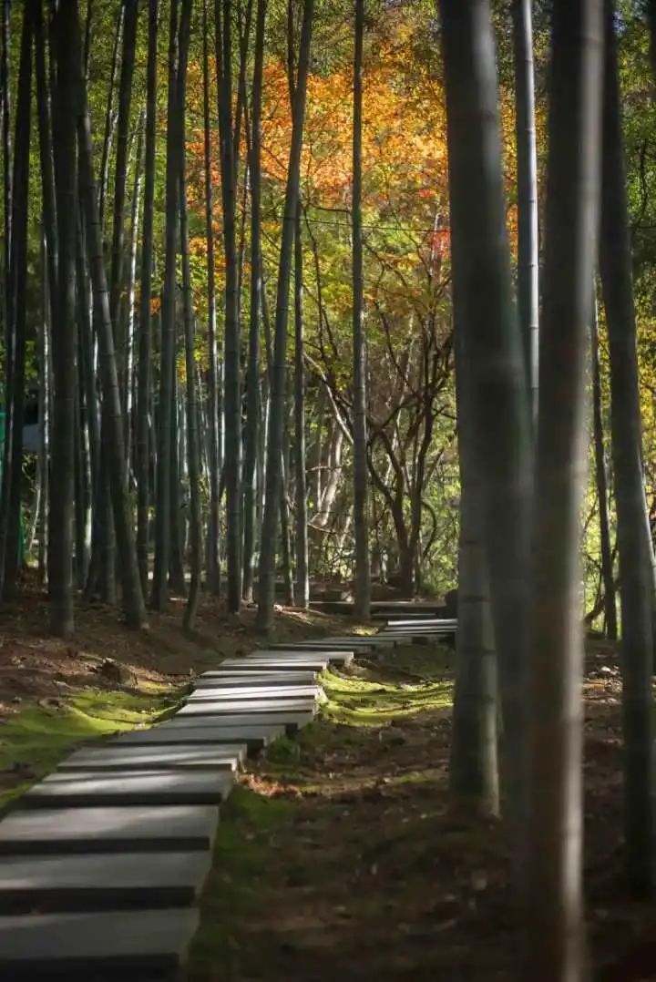 北山路|秋景大片正在上映，北山路、孤山路、黄龙洞等着你来！坏消息：较强冷空气已在候场