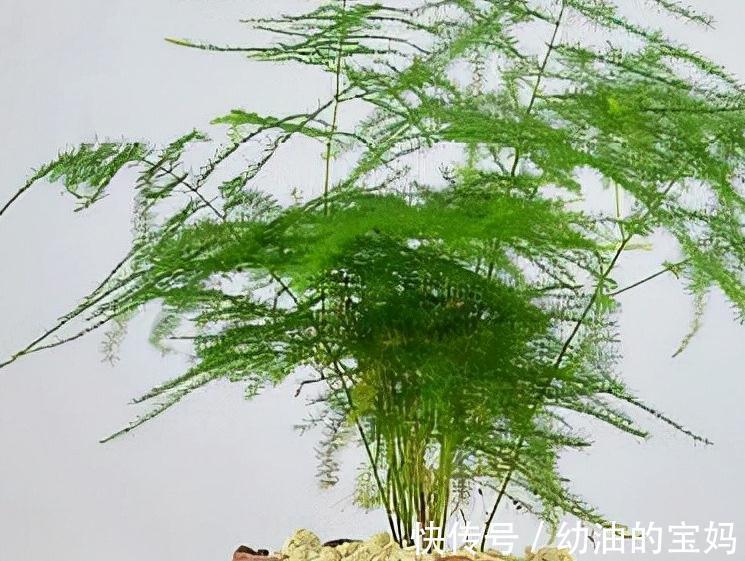 家里的文竹枯黄叶落,不妨试着改变养护方法,让你的文竹重焕生机