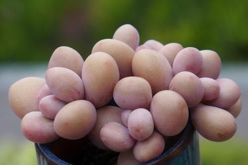 封闭阳台养什么多肉最合适，老花友诚心推荐这12款，省心又漂亮