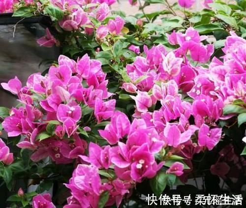 开花|您的三角梅在开花吗？知道几个小技巧，花开又大又艳开爆盆