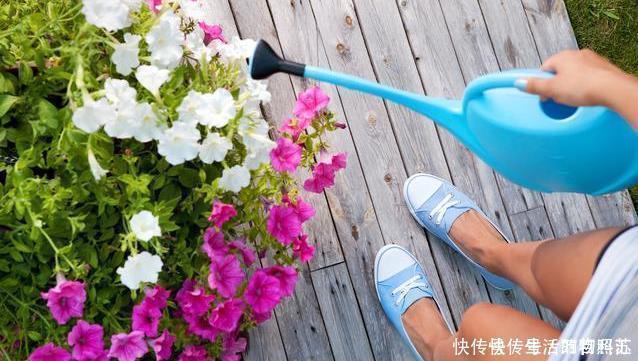 适应能力|三角梅这样来养护,爆盆开花不是梦,阳台庭院变花园