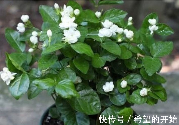 好养易爆盆的漂亮花卉,养在家里繁花似锦,对待新手很友好