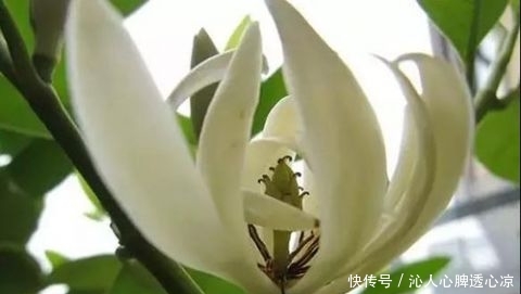 卧室里养上 白兰花 身上自带花香味 再也不用买香水了 快资讯