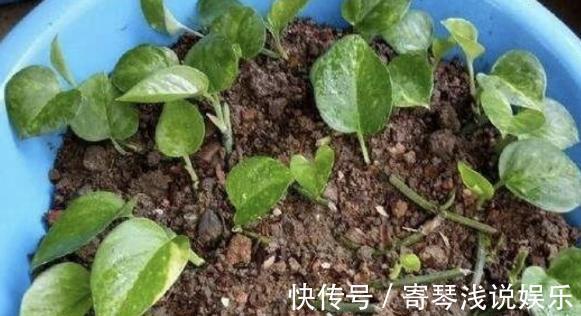 扦插绿萝：谨记这4步简单操作，生根速度快、爆盆效果好！