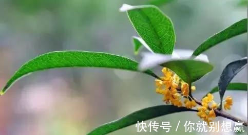 秋日$桂花,就是最美秋日诗词!