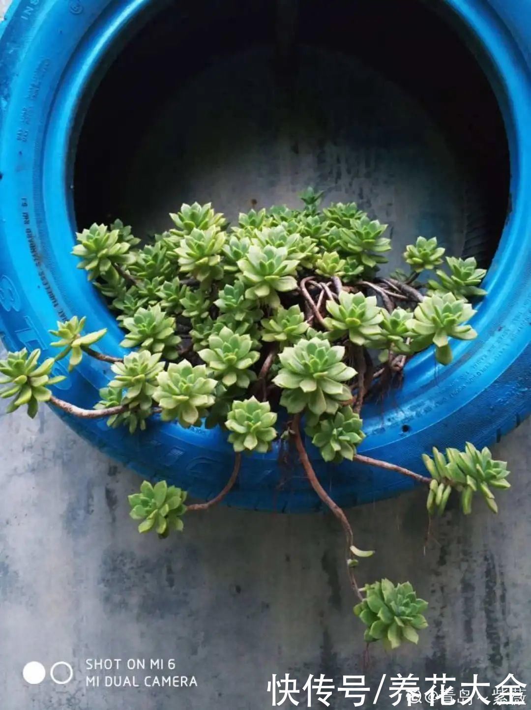 旧筷子、老干妈瓶别扔,拿来养花效果好,省下一笔养花钱