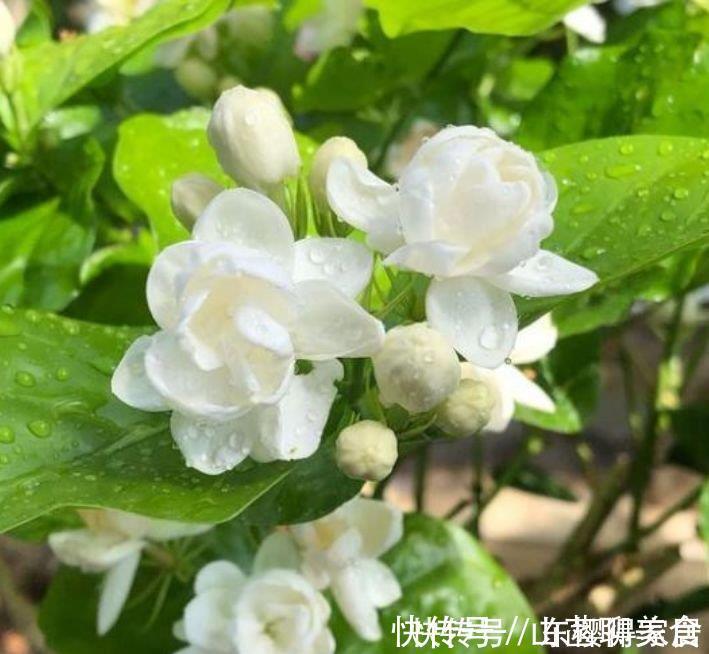 邻居阳台只养3种花，开花后，惊艳了全小区，纷纷来参加！