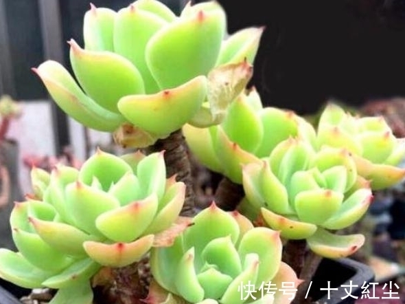 多肉|农历8月4日白露后,养什么多肉?以下3种多肉,繁花似锦户发春光
