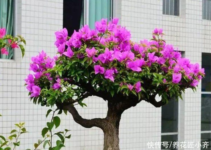 家中养着这6种花，春季花期别缺肥，这样才能持续开不停