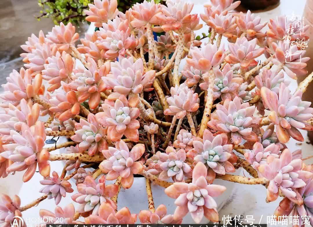 多肉|你是爱,是暖,是希望,你是人间四月天!