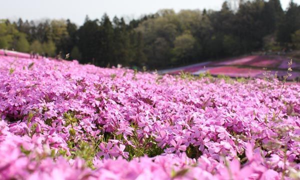 养花试试这款,浪漫的花朵花语是除你以外别无他爱