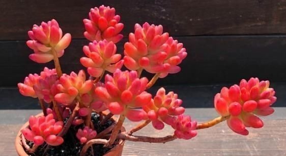 3种多肉,天热少浇水,养护成“老桩”,欣赏价值高