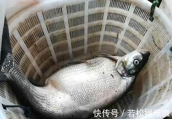 身体健康|生活中的3种鱼尽量少吃，或对身体健康不利，不妨一看