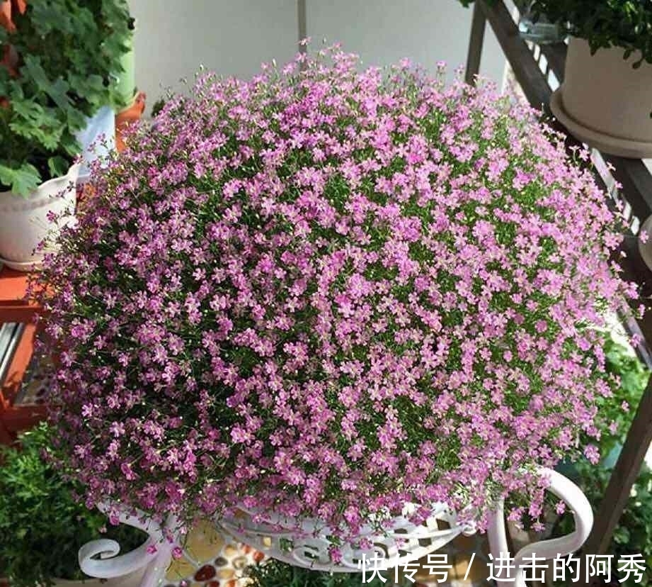 花卉|20种“坑人花”,真的很难养,没有三五年的养花经验,别入坑