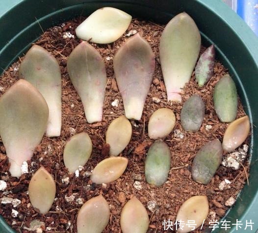 有些花友叶插多肉难成功,或许是这5个叶插条件被忽略了!