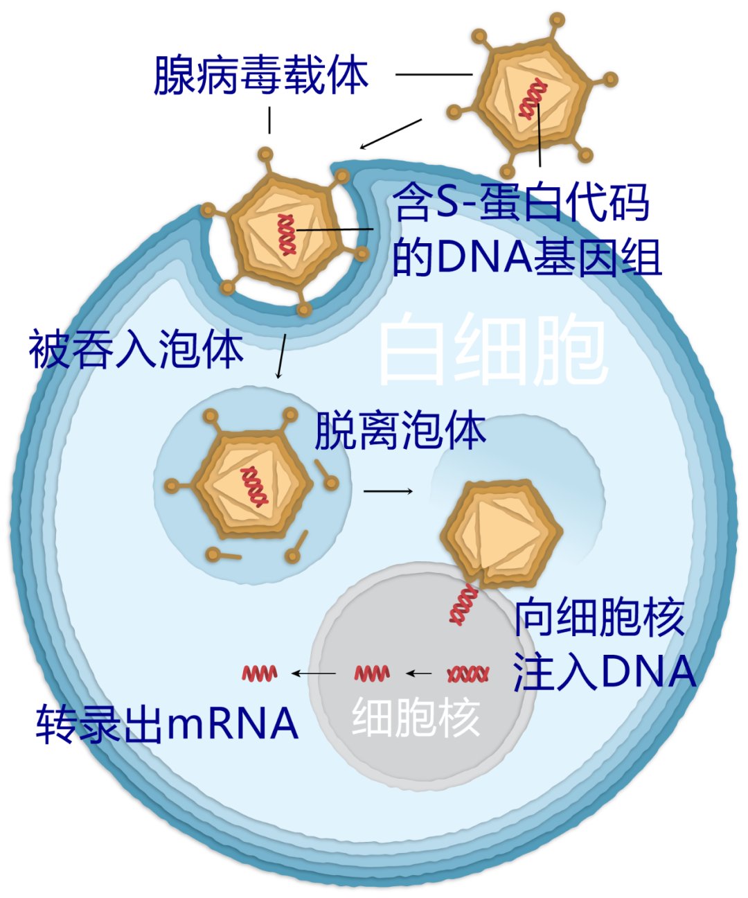 免疫系统|我区已接种新冠疫苗424万余剂次！疫苗是如何保护我们的？一文看懂