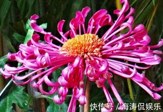香桃木|喜欢菊花，不如养盆慈育万物，似冉冉骄阳，亮丽多姿