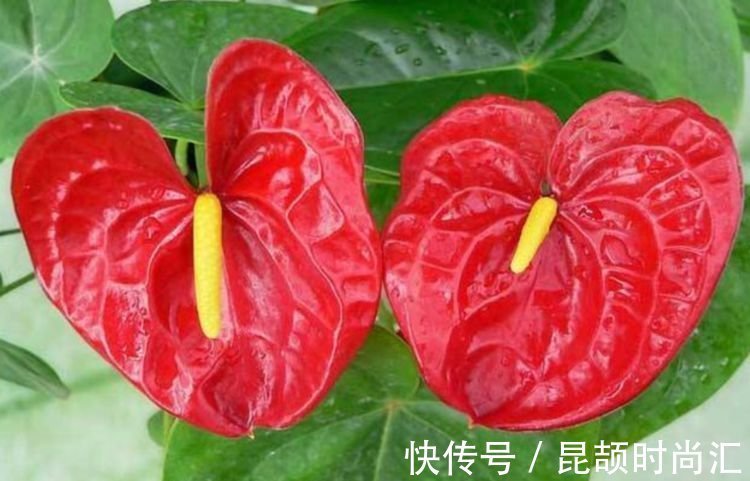 报春花报春花|大年初一错过,正月二十九不能再错过的4种花,养一盆旺运一整年