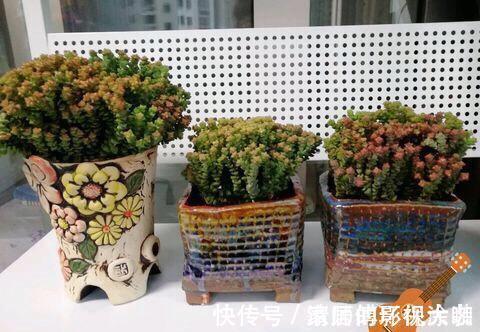 这三种多肉是多肉中的小强,一生只用买一次,出了状态照样美