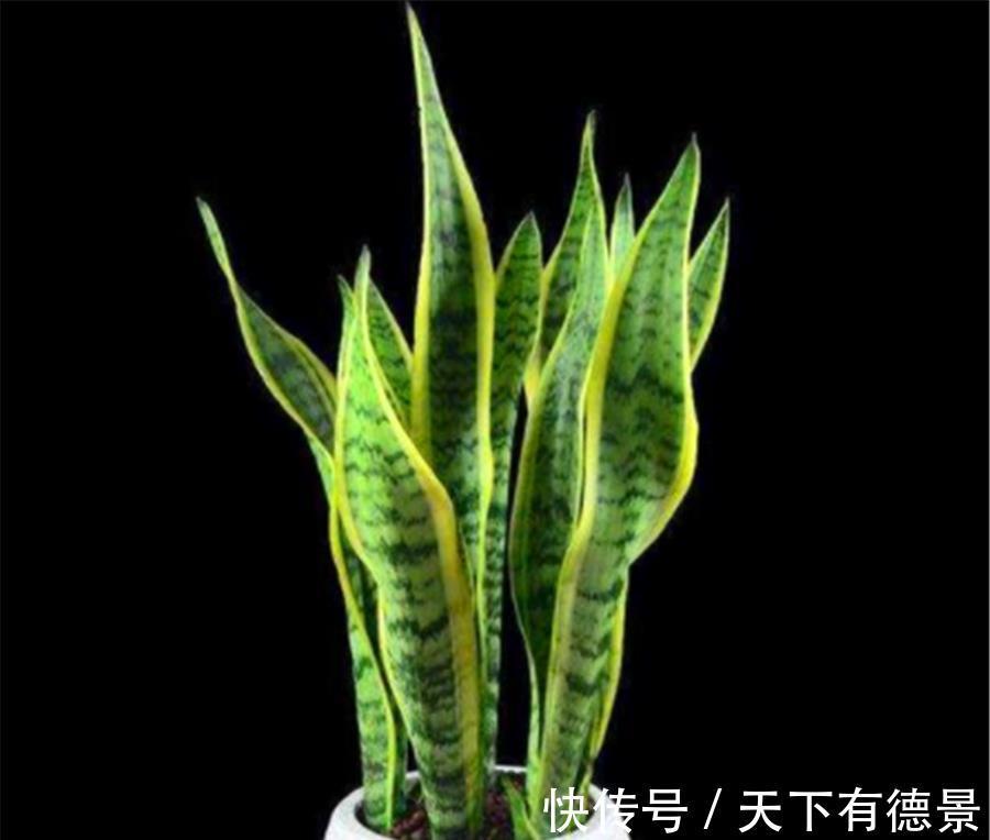 根系|家庭养虎皮兰,做好这“5点”,叶子肥根系壮,笋芽长得撑破盆