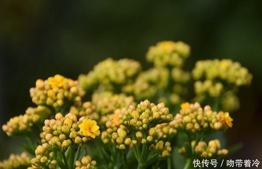 把一盆普通的长寿花,养成惊艳老桩,养护技巧有3个