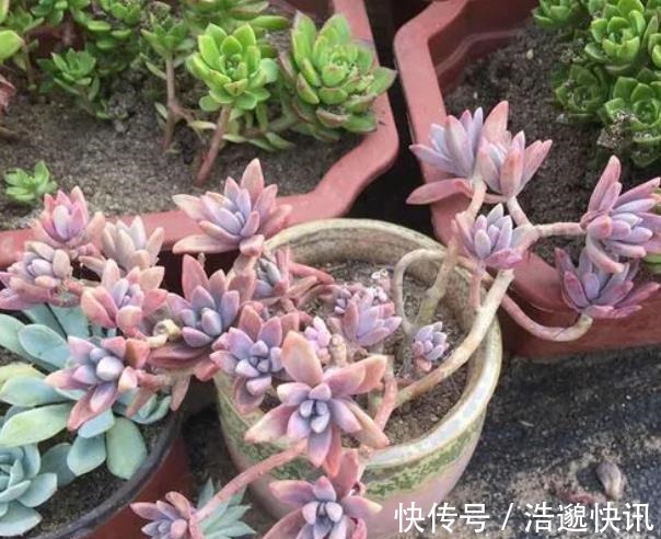 新手养盆多肉淡雪，3个动作养出漂亮桃心，容易爆盆长成小老桩