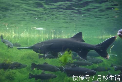 异尖|吃鱼有益健康？专家：小心这4类鱼，并不适合经常吃，对健康不利