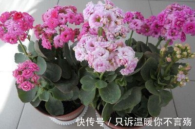 养不好长寿花，这里有室内最全的长寿花养护技巧，欢迎点进来学习