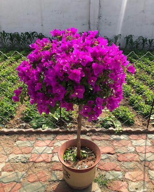 三角梅|养三角梅6年,摸索出1个简单的扦插方法,成活率90%以上!