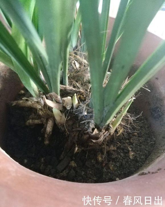 养好兰花只用此一招！兰花换盆，分盆，捂老头，爆芽，爆花