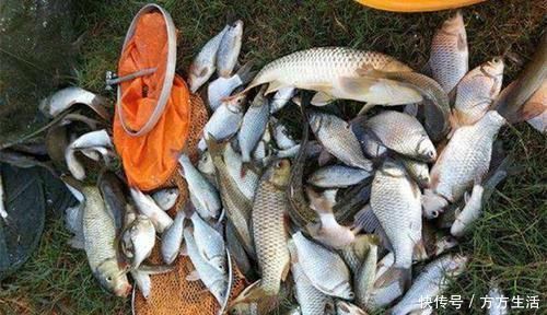 添加剂|野钓必杀技:盘点民间这些窝料“野路子”,连竿上鱼的秘密绝招!