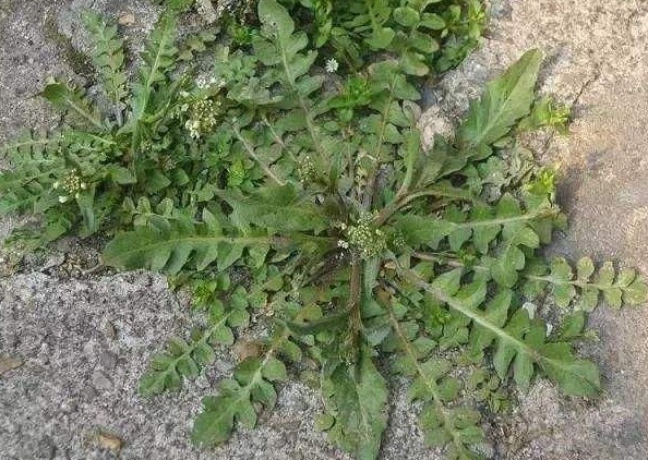 采摘|农村常见的3种抗癌野菜，很多人嫌脏不愿吃，却对身体健康有好处