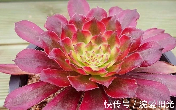 如果你家法师中间“突起”，不要修剪先欣赏，几个月就能爆侧芽