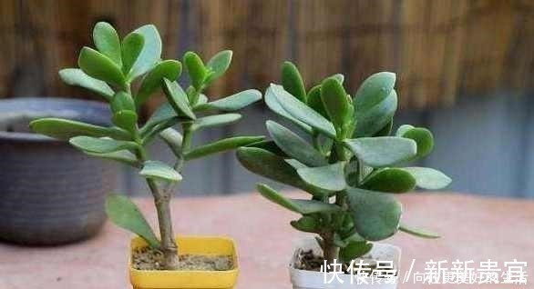 肥厚|给“3种花”换盆,一定不能浇“定根水”,否则烂根多,容易死亡!