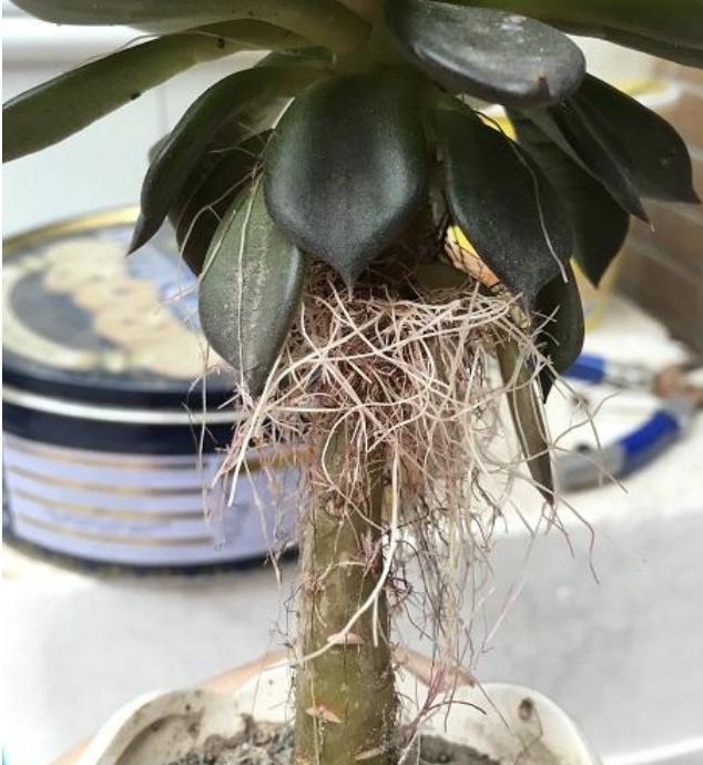 多肉植物长出“小胡须”，表示植株“不健康”，花友们要明白！