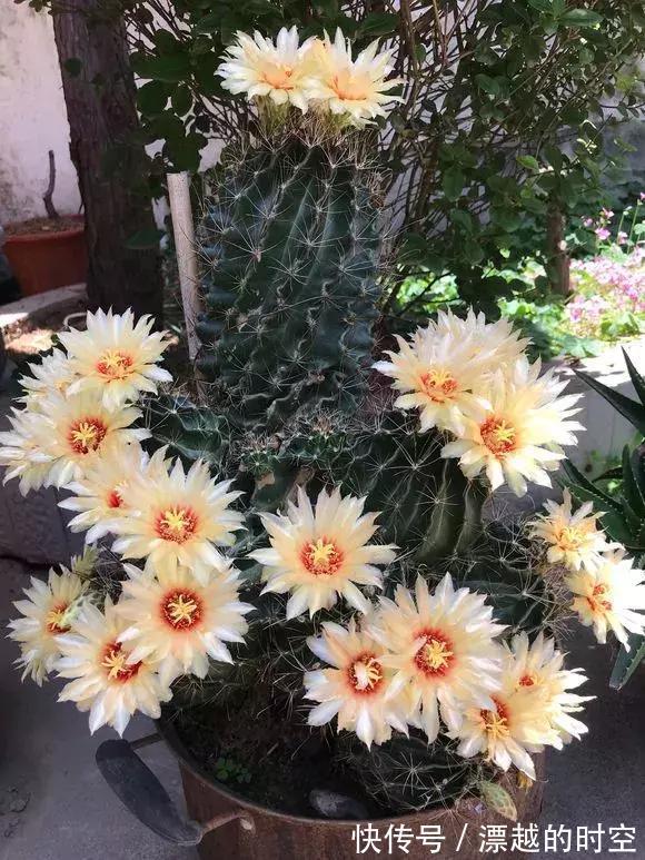 3种仙人球,就像“开花机器”,一开上百朵,个个了不起!