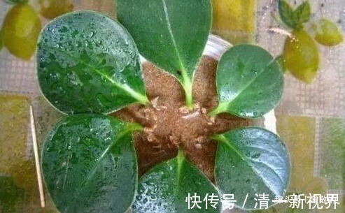 春天扦插好时候,7种花草,摘片叶子插土里,好养易生根